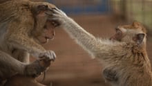Two rescued macaques enjoy each other’s company at a sanctuary in Indonesia