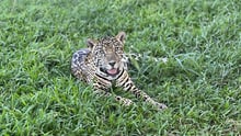 Young jaguar Celeste nestles in fresh grass at Las Pumas sanctuary