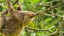 Wild sloth in Colombia