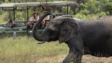 Elephant at a Zimbabwe safari