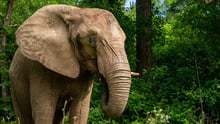 Elephant in sanctuary, Georgia, USA