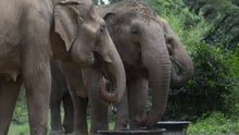 Elephants at Sonboon elephant sanctuary