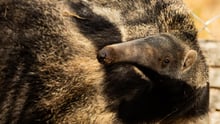Aurora, a rescued anteater in Brazil