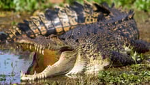 Australian saltwater crocodile