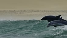 Wild dolphins