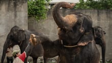 Elephant gives high five at an elephant show at A'Formosa Safari Wonderland, Malaysia