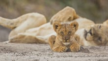 Lion cub in Zimbabwe