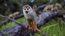 Squirrel Monkey in Peru