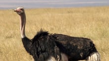 Ostrich in the wild