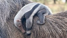 Cecilia the anteater's new baby clings to her