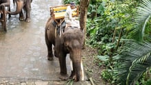 Elephant riding at Bali Zoo
