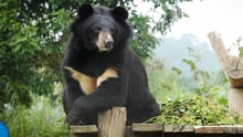 Rescued bear sits on a platform at sanctuary