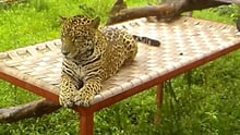 Jaguar Celeste relaxes on her hammock bed