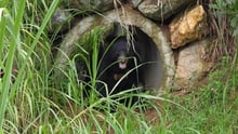 Chinh the bear takes first steps in his new sanctuary