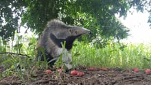 Joey the anteater in Brazil