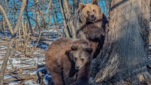 Two bear cubs play behind a tree at a sanctuary in Romania