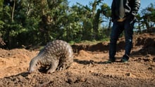 Pangolin in India