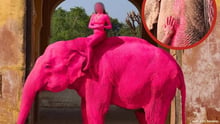 A photoshoot of captive elephant named Chanchal painted pink called in Jaipur, India