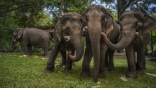 Three elephants share some fresh bamboo for breakfast at Sappraiwan sanctuary in Thailand