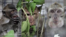 Unyil, Cino and Subur, rescued dancing monkeys
