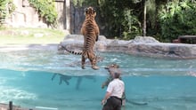 Tigers and a handler at Dreamworld, Australia
