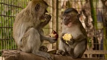 Unyil enjoys a snakefruit with his new friend in his sanctuary’s socialisation enclosure