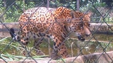 Xama the jaguar