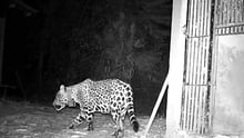 Night camera footage shows Xamã the jaguar taking his first steps into the wild.