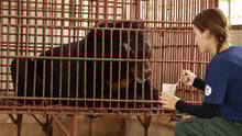 Chinh bear rescue in Binh Duong
