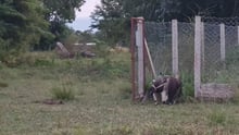 Darlan the baby giant anteater finds his way back home