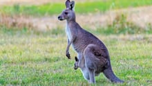 Kangaroo in Australia