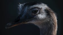 Ostrich