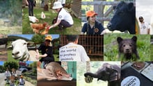 Collage of World Animal Protection staff and animals helped around the world