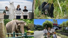 World Animal Protection protest actions and animals you've helped protect