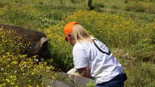 Staff with pig at Moo to Ewe sanctuary