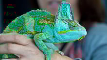 Reptiles as pets? Camouflage, complex behaviour and family life