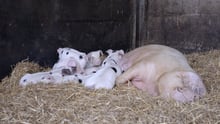 Can pigs outsmart people? 