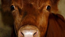 Live exports to United States are a bad idea