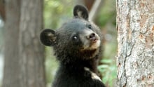 A moonbear on a tree, pictured at the Endangered Species Preservation Centre in South Korea.