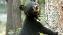Moonbears like this cub, pictured at the Endangered Species Preservation Centre in South Korea, are commonly used in Asia for their bile. 