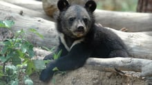 Moonbear