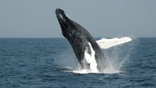 A juvenile Gray whale is breaching whilst entangled in ghost gear off the coast of Mexico