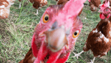 group of laying hens raised outdoors in Canada