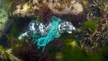 Seal in ghost fishing gear, Cornwall