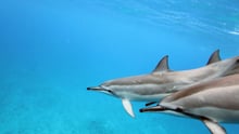 Five things you can do to save the ocean and its animals 