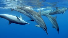 A pod of spinner dolphins off the west coast of Oahu, Hawaii