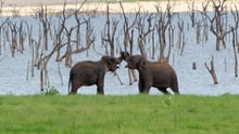 Wild asian elephants in Kaudulla National Park in Sri Lanka