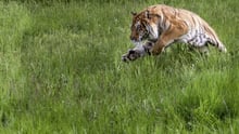 A wild tiger leaping out of grass