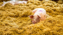 Pig in hay at a higher welfare farm in the UK.