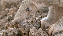 A pangolin forages for termites at the wildlife centre where it is being cared for. 